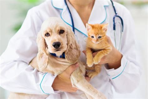 perawatan kesehatan hewan peliharaan